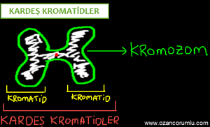 Kardeş Kromatidler