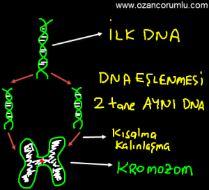 DNA Eşlenmesi